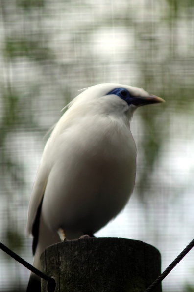 Etourneau de Bali, zoo de la Palmyre