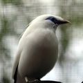 Etourneau de Bali, zoo de la Palmyre