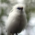 Etourneau de Bali, zoo de la Palmyre