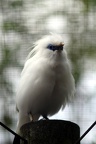 Etourneau de Bali, zoo de la Palmyre