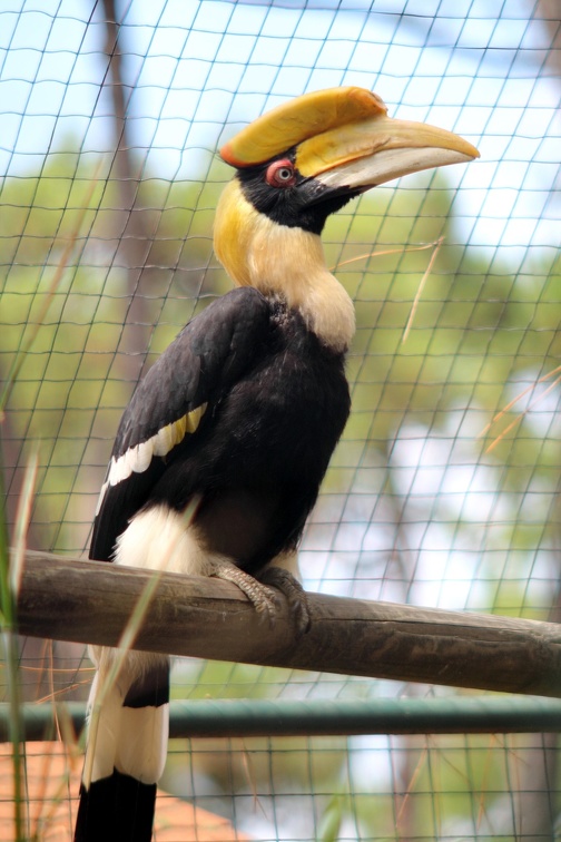 Calao bicorne, zoo de la Palmyre