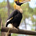 Calao bicorne, zoo de la Palmyre