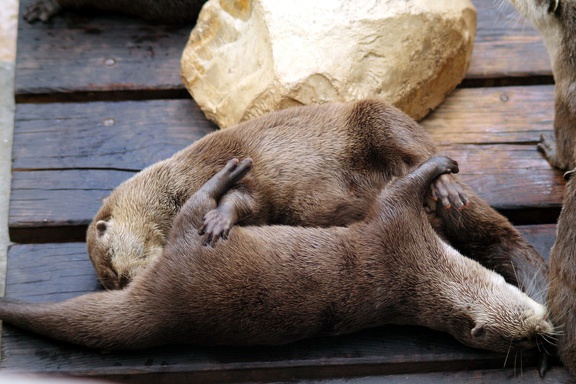 Loutres cendrées, zoo de la Palmyre