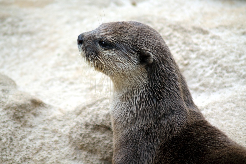 Loutre cendrée, zoo de la Palmyre