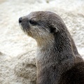 Loutre cendrée, zoo de la Palmyre