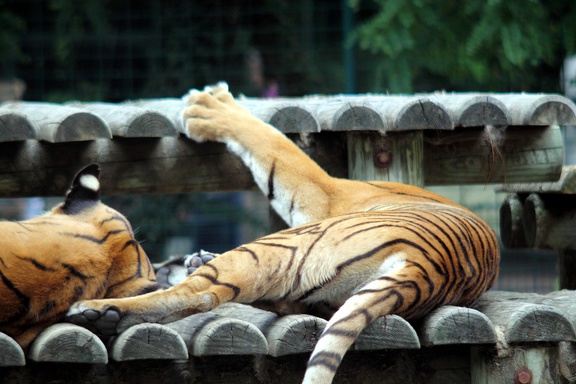 Tigre, zoo de la Palmyre