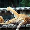Tigre, zoo de la Palmyre