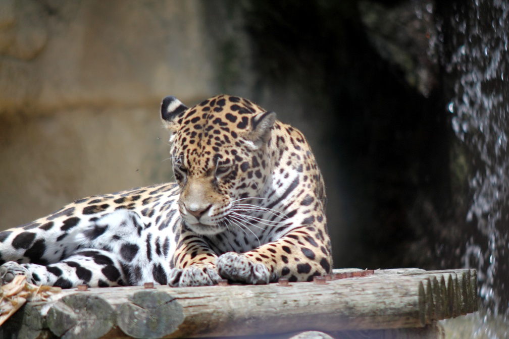 Léopard, zoo de la Palmyre