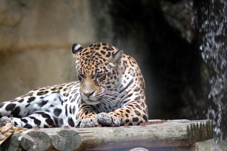 zoo-palmyre-2014-0034.jpg