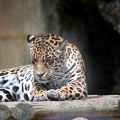 Léopard, zoo de la Palmyre