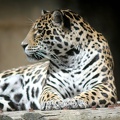 Léopard, zoo de la Palmyre