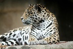 Léopard, zoo de la Palmyre