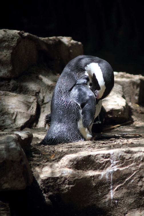 Manchot du Cap, zoo de la Palmyre