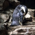 Manchot du Cap, zoo de la Palmyre