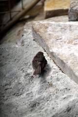 Oiseau non identifié, zoo de la Palmyre