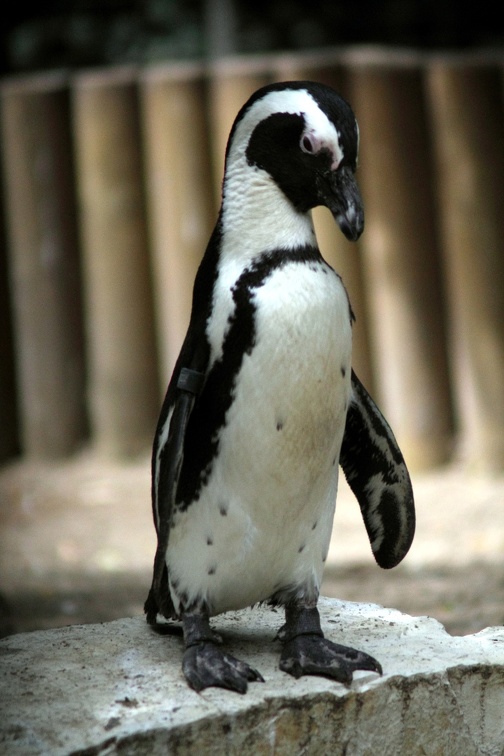 Manchot du Cap, zoo de la Palmyre