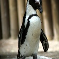 Manchot du Cap, zoo de la Palmyre