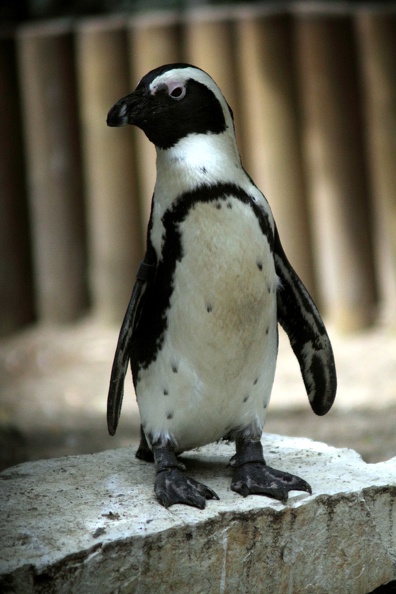 Manchot du Cap, zoo de la Palmyre