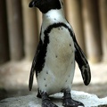 Manchot du Cap, zoo de la Palmyre