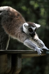 Maki catta, zoo de la Palmyre