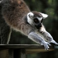 Maki catta, zoo de la Palmyre