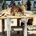 Lions, zoo de la Palmyre