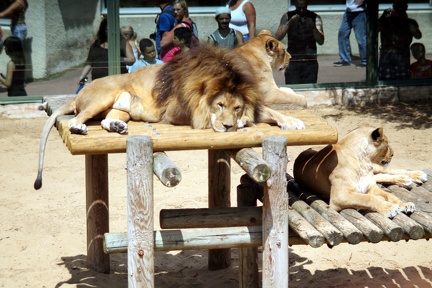 Lions, zoo de la Palmyre