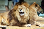 Lion, zoo de la Palmyre