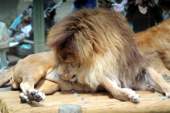 Lion, zoo de la Palmyre