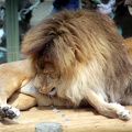 Lion, zoo de la Palmyre