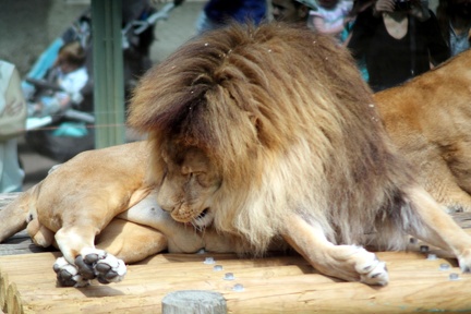 Lion, zoo de la Palmyre