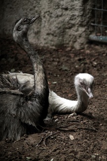 Nandous, zoo de la Palmyre