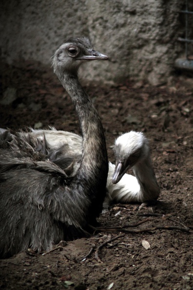 zoo-palmyre-2014-0069.JPG