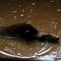 Tapir, zoo de la Palmyre