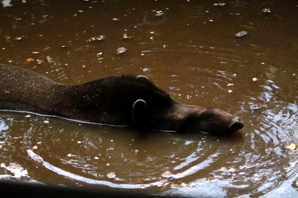 Tapir, zoo de la Palmyre