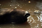 Tapir, zoo de la Palmyre