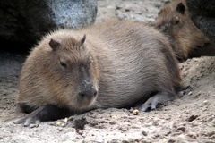Capybara, zoo de la Palmyre