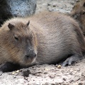 Capybara, zoo de la Palmyre