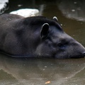 Tapir, zoo de la Palmyre