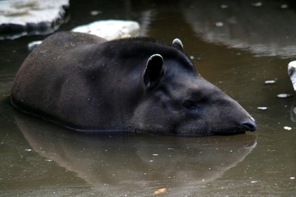 Tapir, zoo de la Palmyre