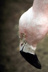 Flamand rose, zoo de la Palmyre