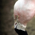 Flamand rose, zoo de la Palmyre