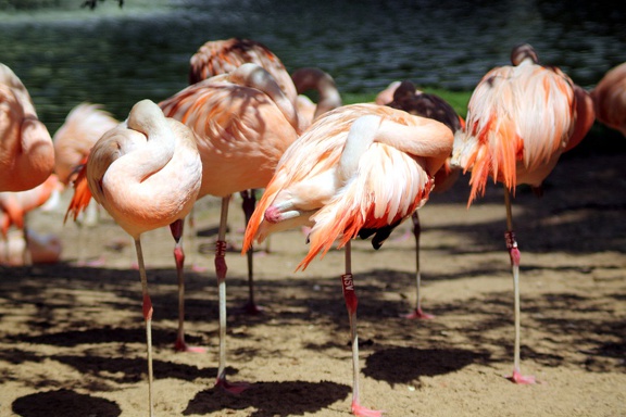 Flamands roses, zoo de la Palmyre