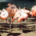 Flamands roses, zoo de la Palmyre