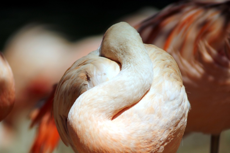 Flamands roses, zoo de la Palmyre