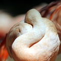 Flamands roses, zoo de la Palmyre