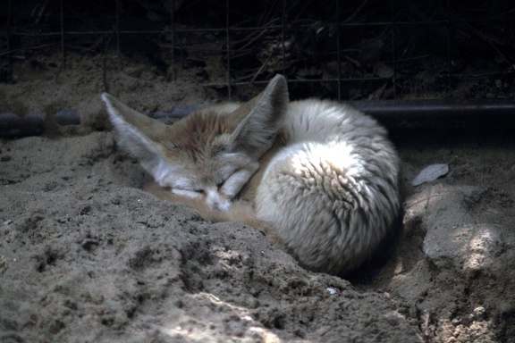 Fennec, zoo de la Palmyre