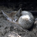 Fennec, zoo de la Palmyre