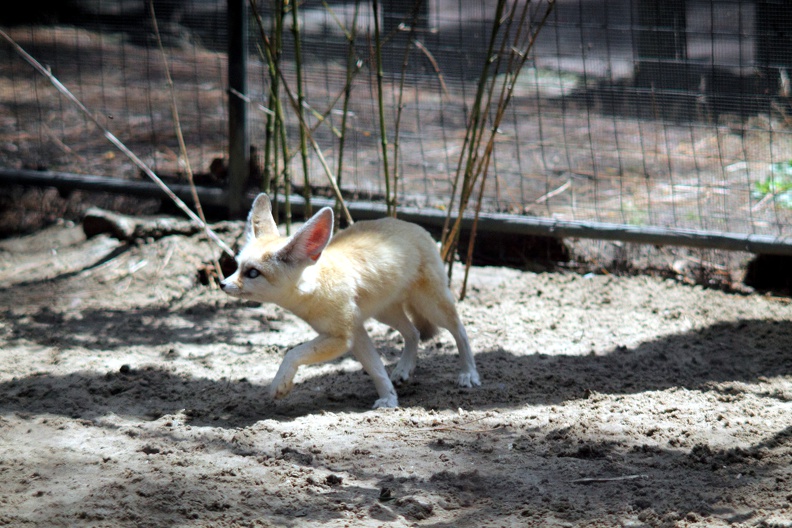 zoo-palmyre-2014-0088.jpg