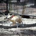 Fennec aveugle, zoo de la Palmyre